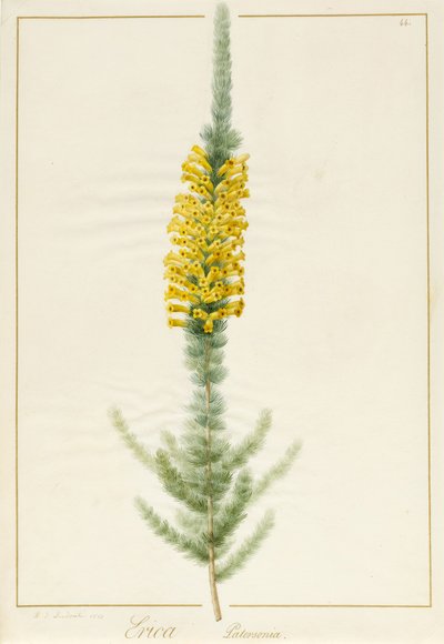 Erica Patersonia, 1813 by Pierre Joseph Redouté